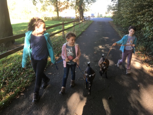 Spaziergang im Grünen mit unseren Ziegen Susi und Strolch.