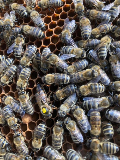 Unsere Bienen sind fleißig bei der Arbeit. Wer findet die Königin?