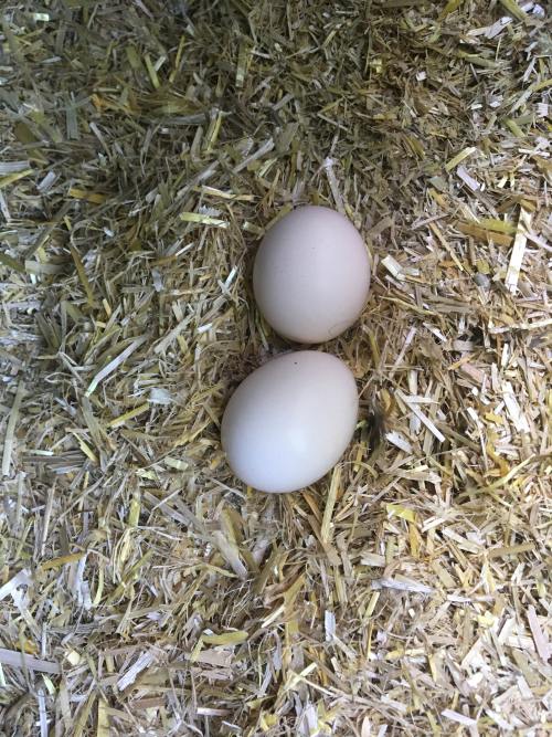 Frische Eier vom Hof Uhlmann.