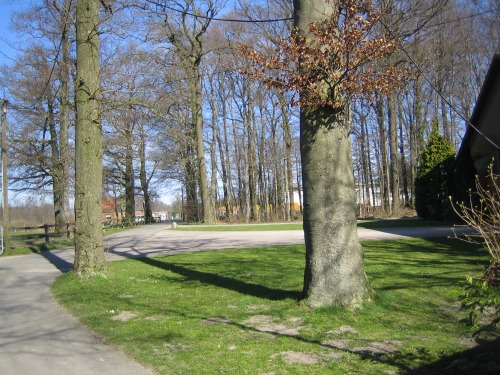 Imposante, alte Bäume auf dem Hof Uhlmann.