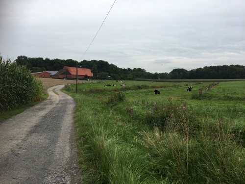 Unsere Rinder verbringen die Sommermonate auf der saftigen, grünen Weide.