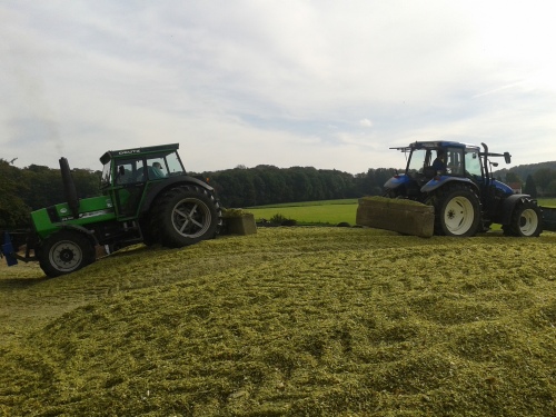 Maissilage – das schmeckt unseren Tieren gut