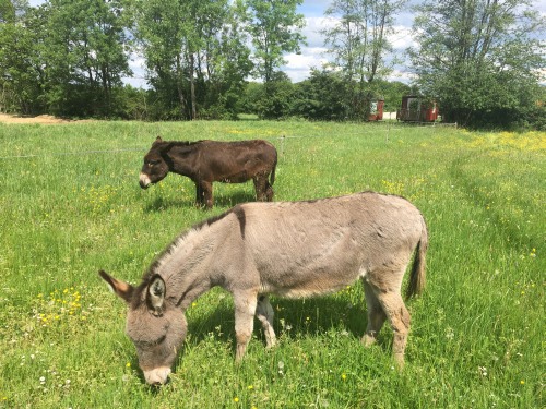 Samuel und Cleo auf der grünen Wiese.