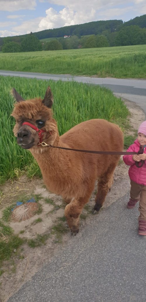Tierkontakt im Osnabrücker Land.