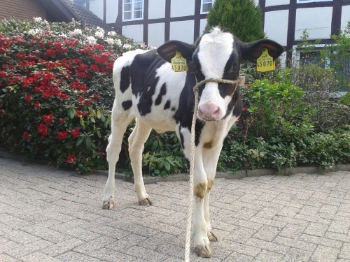 Ganz schön groß so ein Kalb.