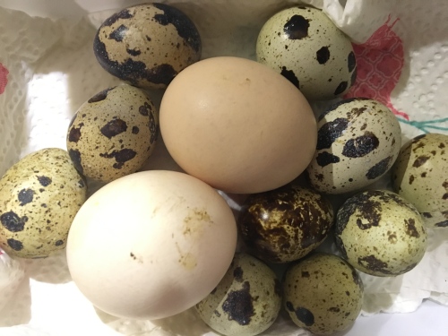Was sind das denn für kleine Eier?