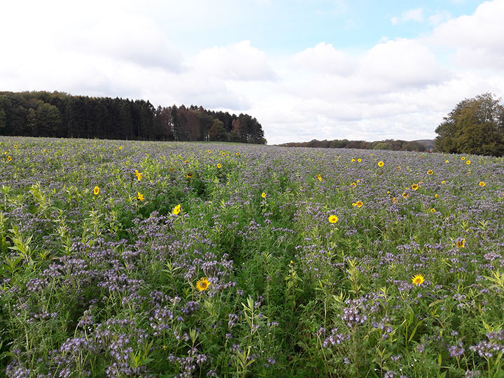 Wir säen Blühstreifen und Zwischenfrüchte, um einen Teil zur Biodiversität beizutragen.